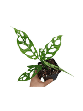 Monstera Obliqua Peru